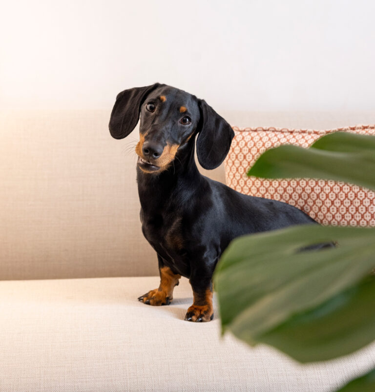 Cavalta_20 mayo 2025-547