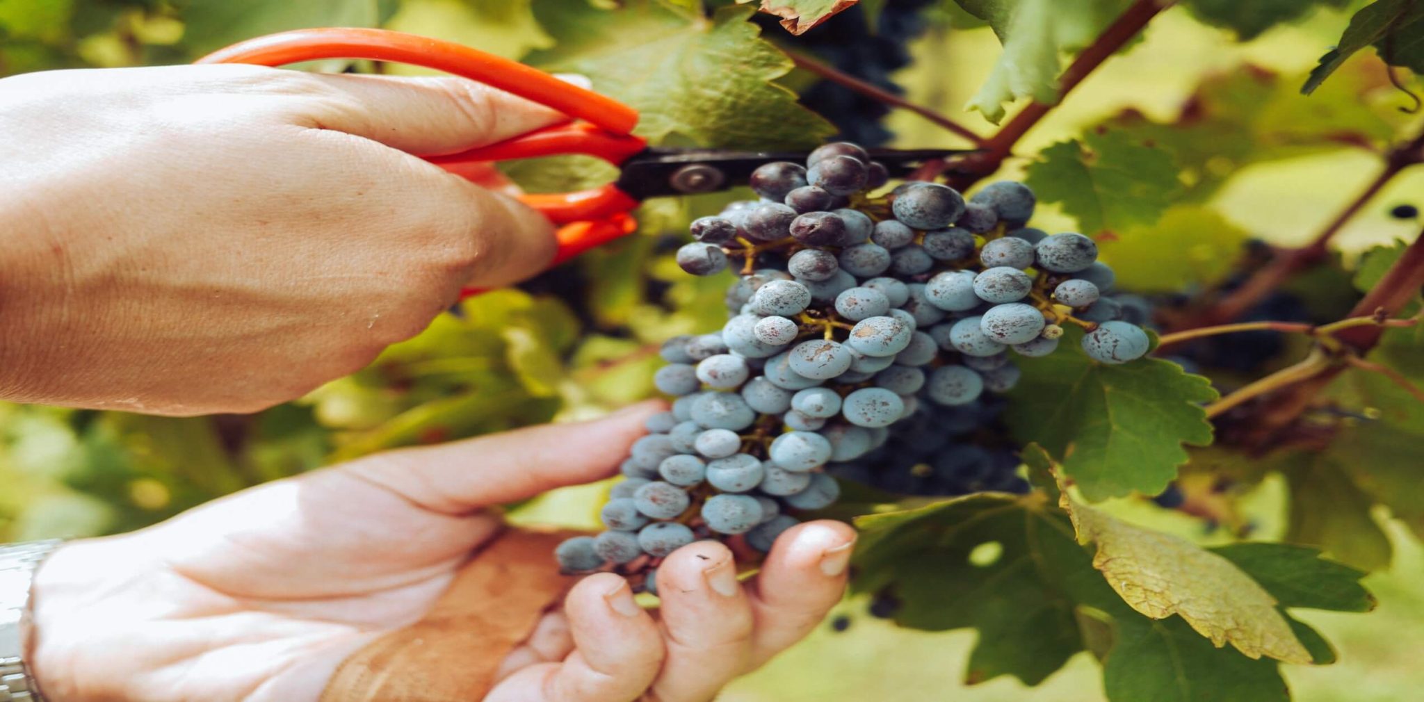 grapes