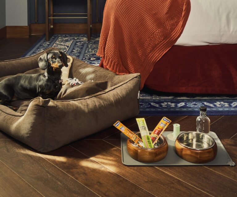 Perro sentado en su cama dentro de la habitación del hotel, rodeado de amenities para mascotas.